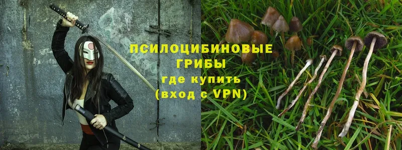 Псилоцибиновые грибы Psilocybe  Железногорск 