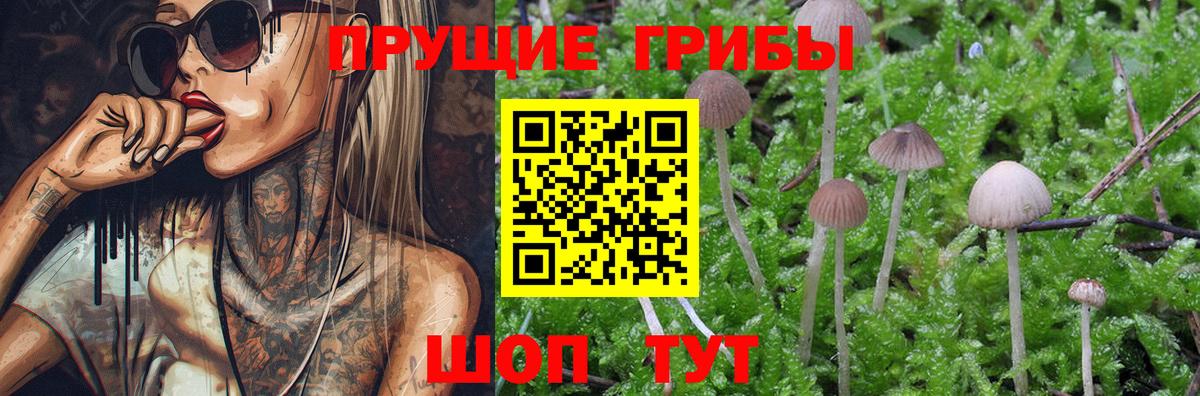 Галлюциногенные грибы MAGIC MUSHROOMS  продажа наркотиков  Железногорск  Вход с VPN 
