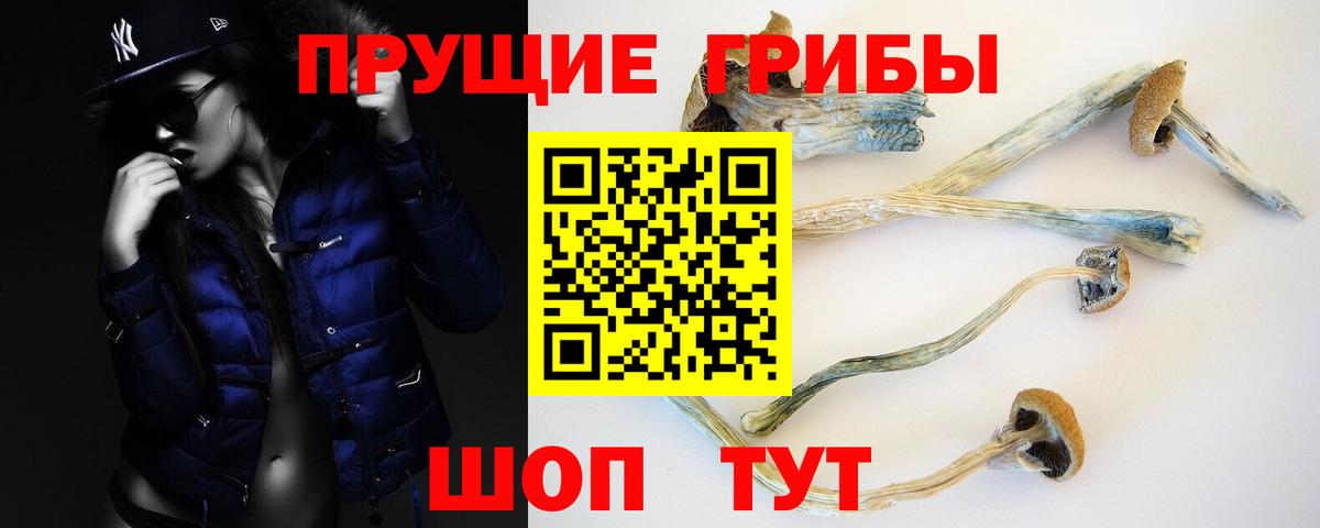 Галлюциногенные грибы Psilocybe  купить закладку  Железногорск 